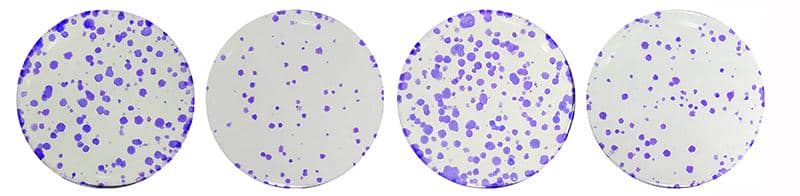 平板克隆檢測服務