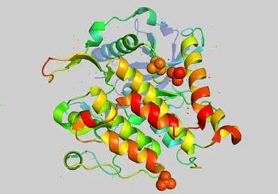 我們經常都說蛋白純化，它具體有什么作用?