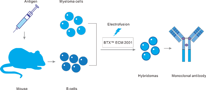 雜交瘤技術(shù)抗體發(fā)現(xiàn)平臺