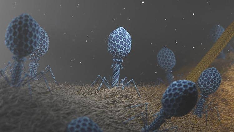 烈性噬菌體侵染細(xì)菌