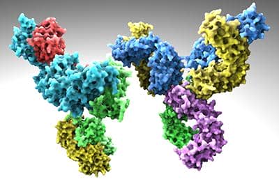 雙特異性抗體-其特點以及未來發(fā)展前景分析