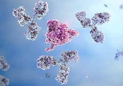 關于雙特異性抗體的結構你了解多少?