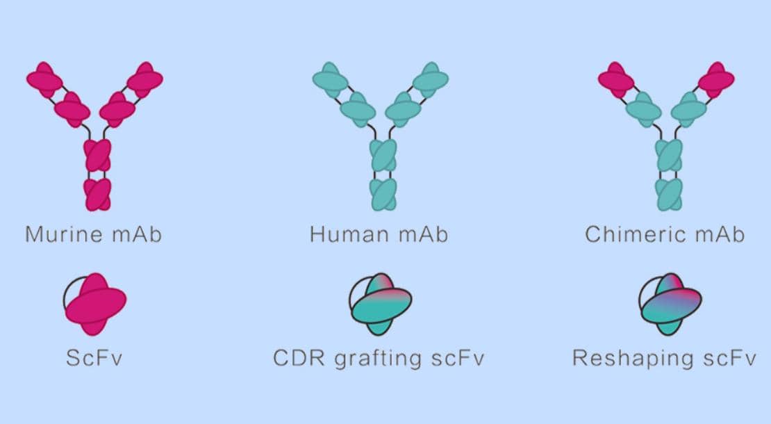 抗體人源化順不順？掌握關鍵很重要