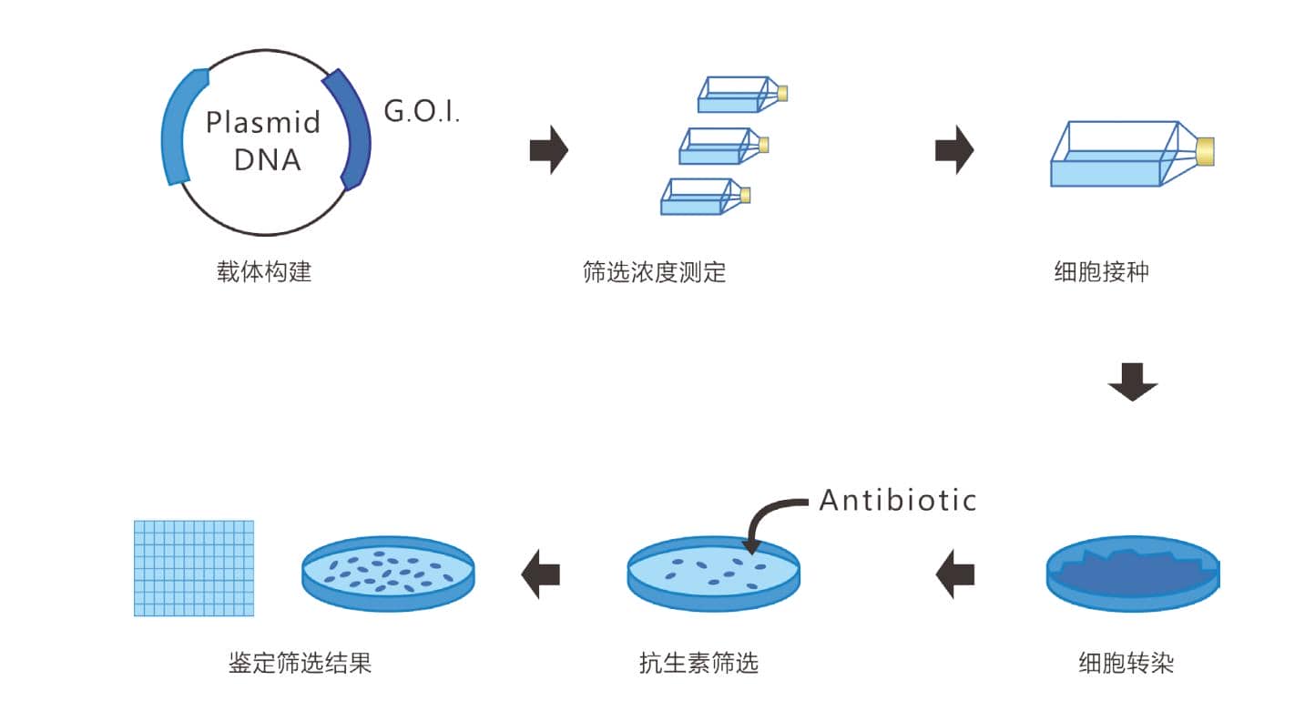 一文搞定CHO穩轉細胞株構建
