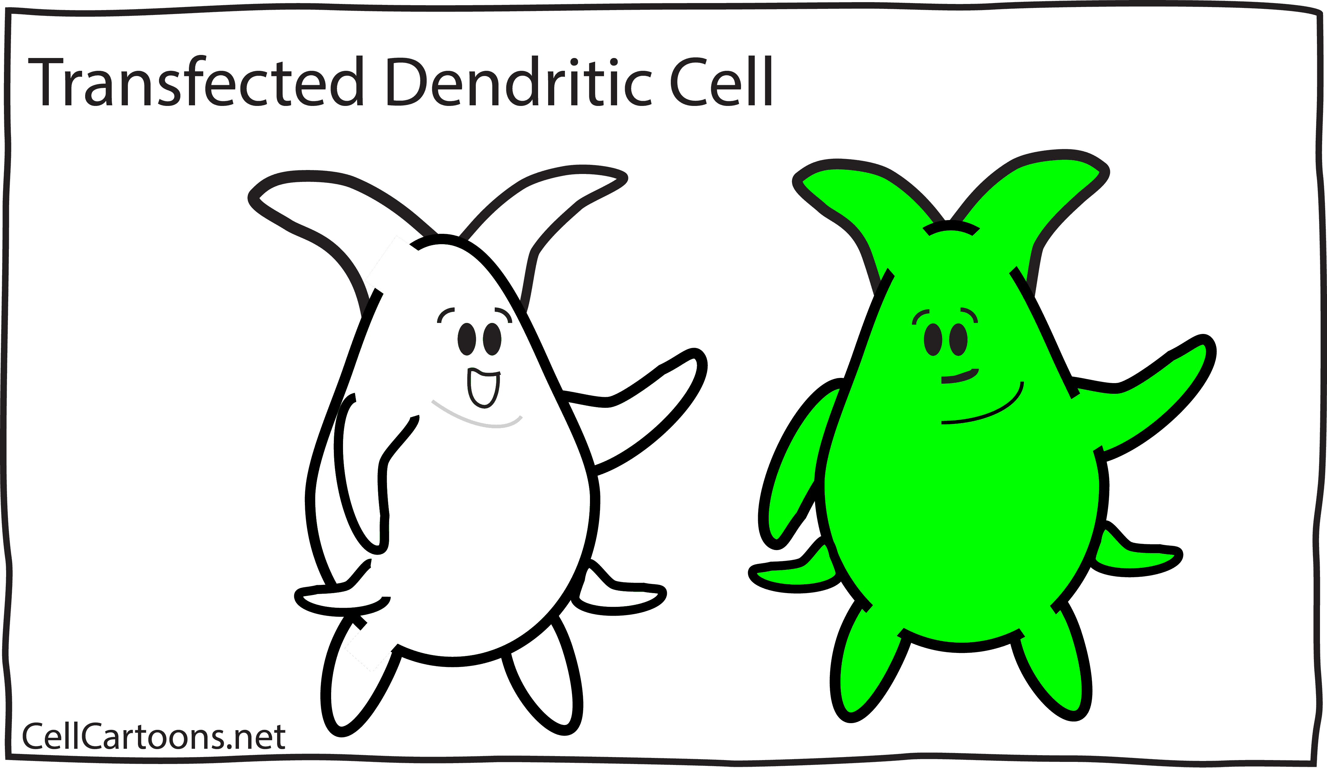 細胞轉染之穩定細胞株的構建