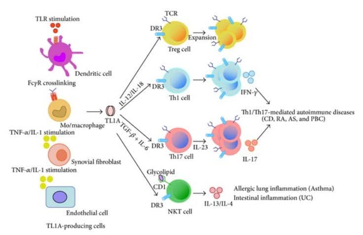 【明星靶點(diǎn)TL1A】潰瘍性結(jié)腸炎、克羅恩病、炎癥性腸炎患者生命之光