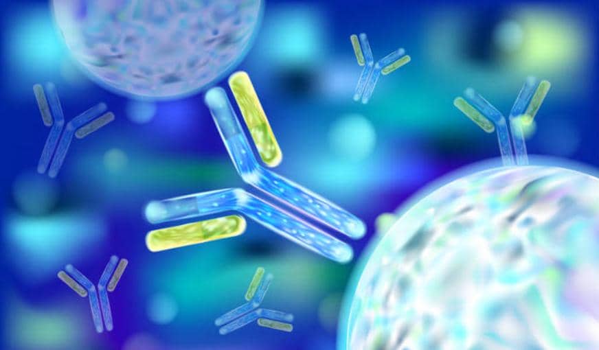 重組抗體高效表達(dá)秘籍