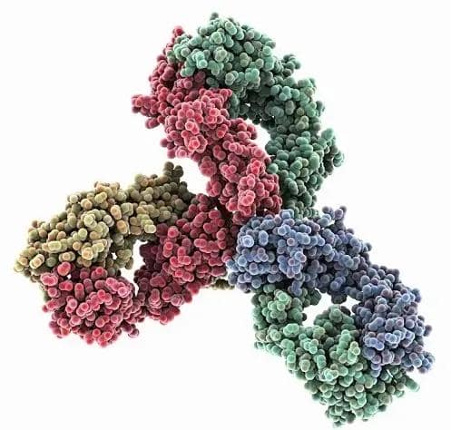 雙特異性抗體制備中常用的幾種方法盤點