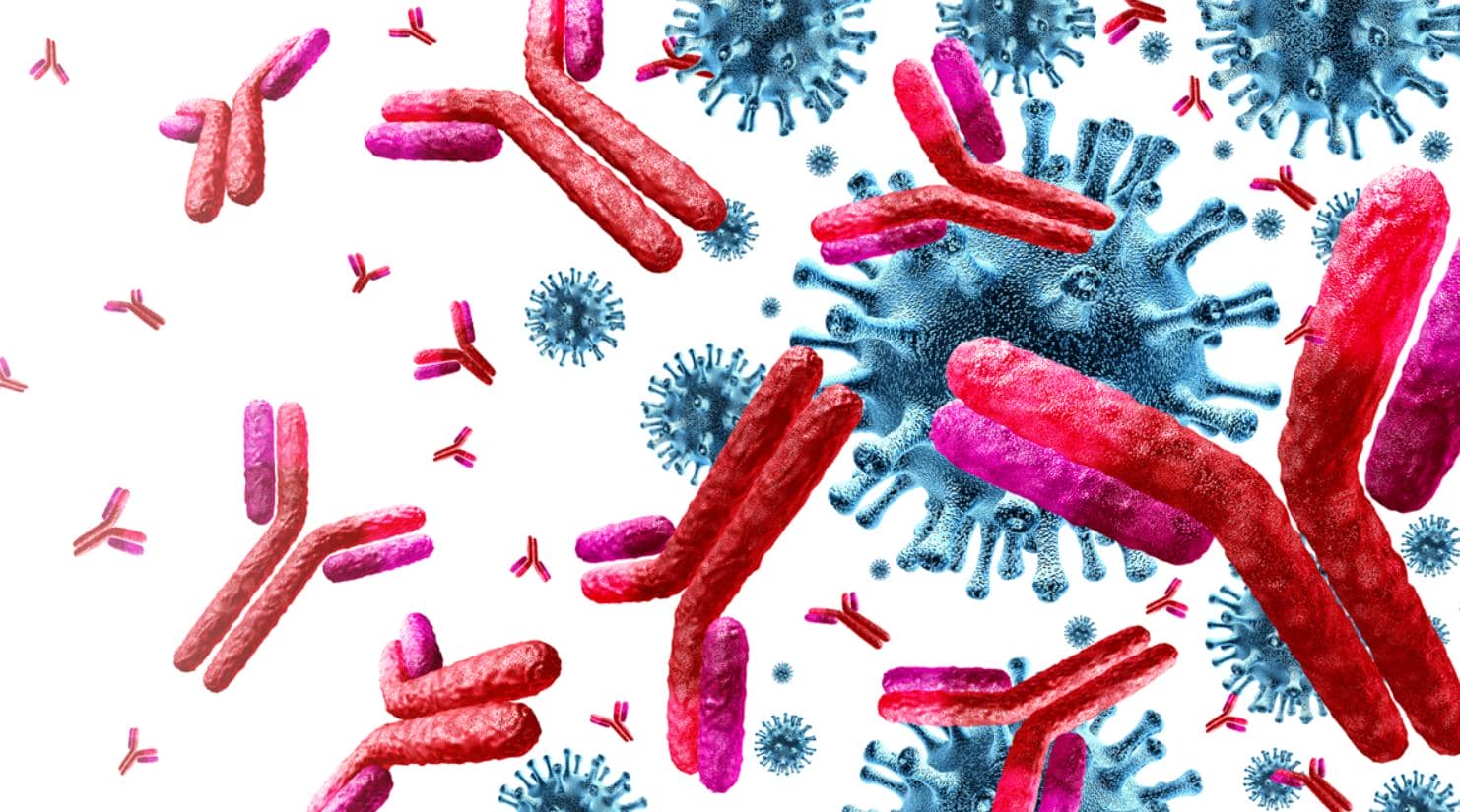 抗體多樣性形成機制及重組抗體表達(dá)技術(shù)