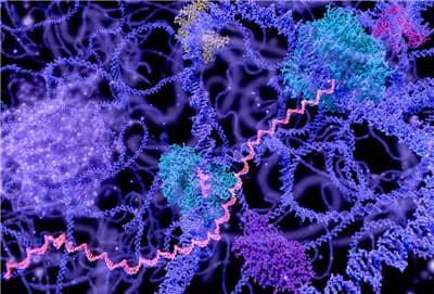 重組蛋白表達時影響蛋白表達結果的因素有哪些?