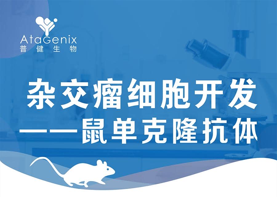 雜交瘤細胞開發(fā)-鼠單克隆抗體僅需59天