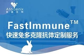 快速兔多克隆抗體定制服務