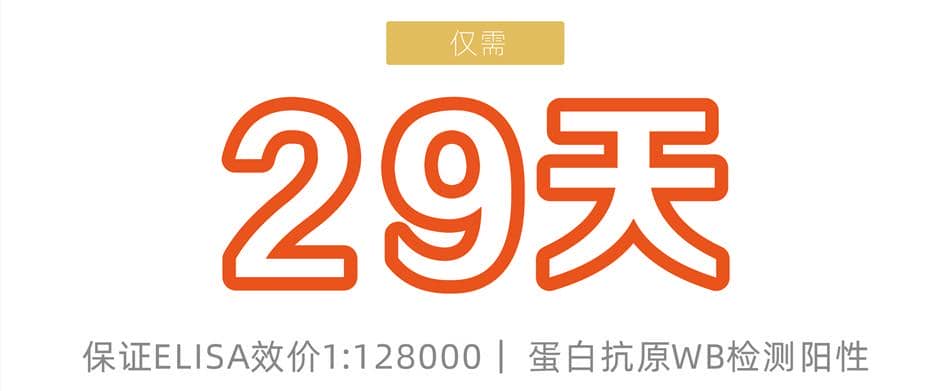 快速兔多克隆抗體定制服務