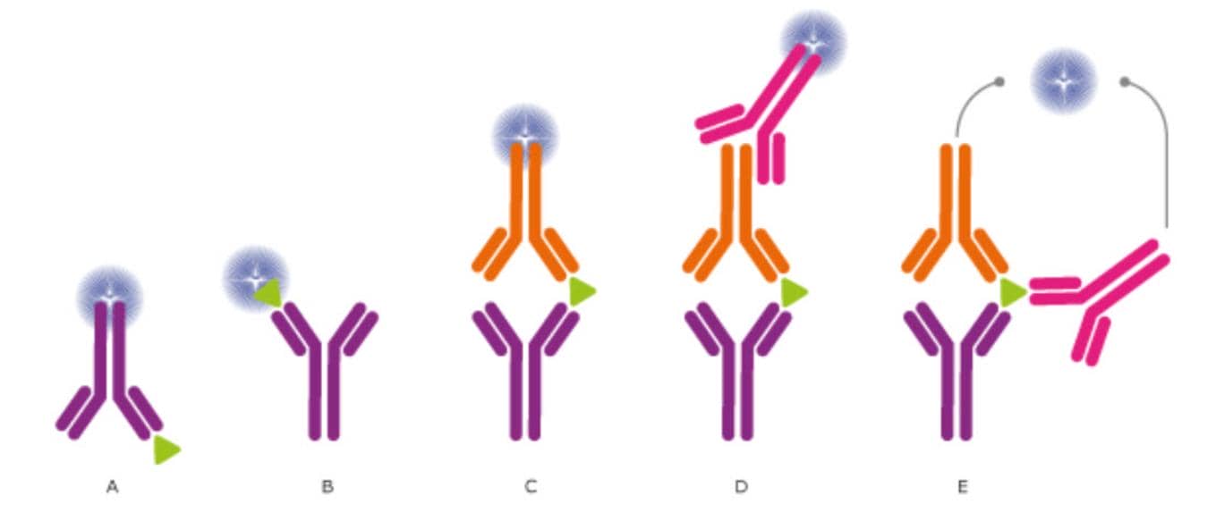 科研人&ldquo;磕CP&rdquo;的最高境界！抗體對開發技術服務助你Easy Everyday