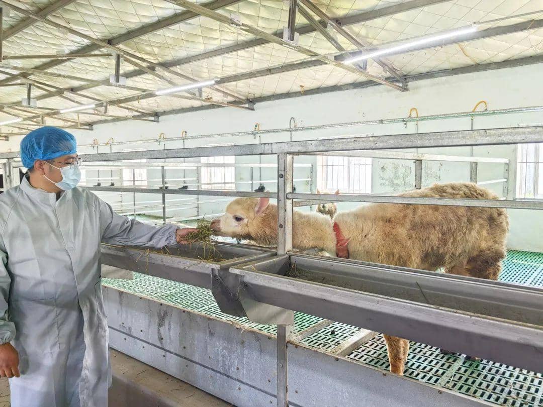 喜報！普健生物羊駝養殖基地正式揭牌啦！