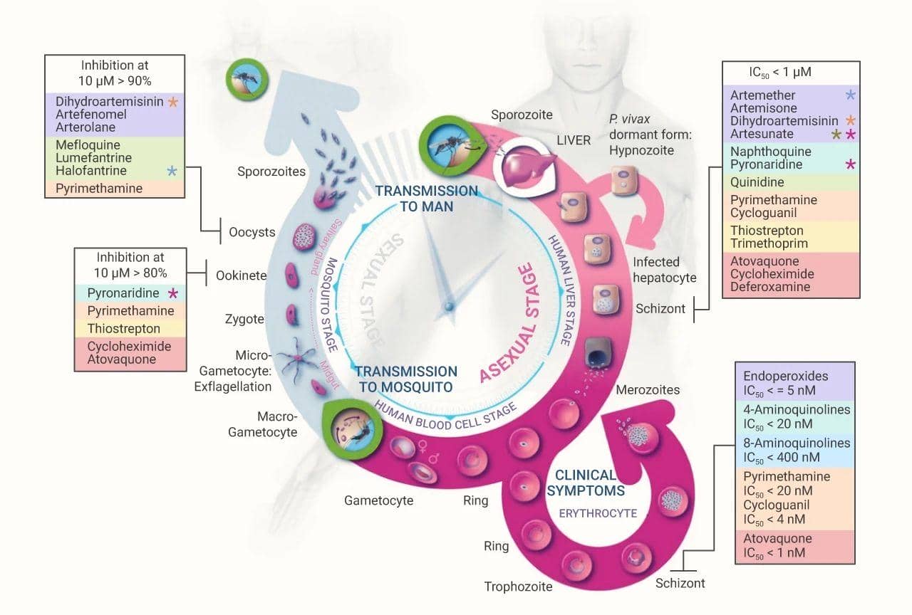 瘧原蟲(chóng)重組蛋白rVAＲ2及其臨床醫(yī)學(xué)中的應(yīng)用進(jìn)展