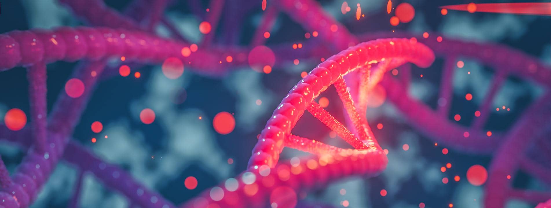 雞HNF 3&beta;重組蛋白在大腸桿菌中的高效表達及其抗體制備