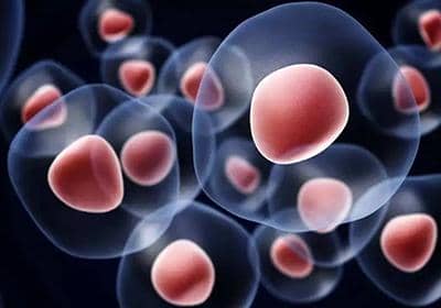 如何使用單B細胞技術制備兔單克隆抗體?