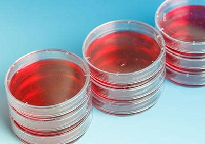 什么是細胞培養皿?其主要成分及作用有哪些?