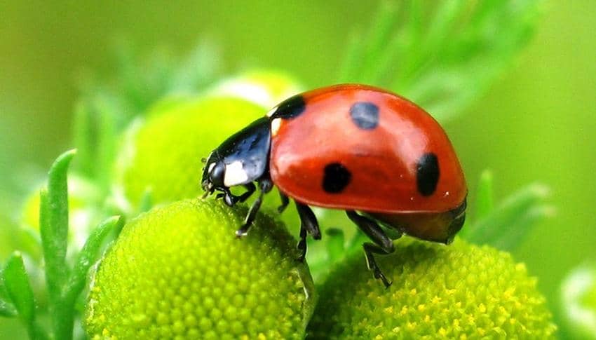 桿狀病毒昆蟲表達系統