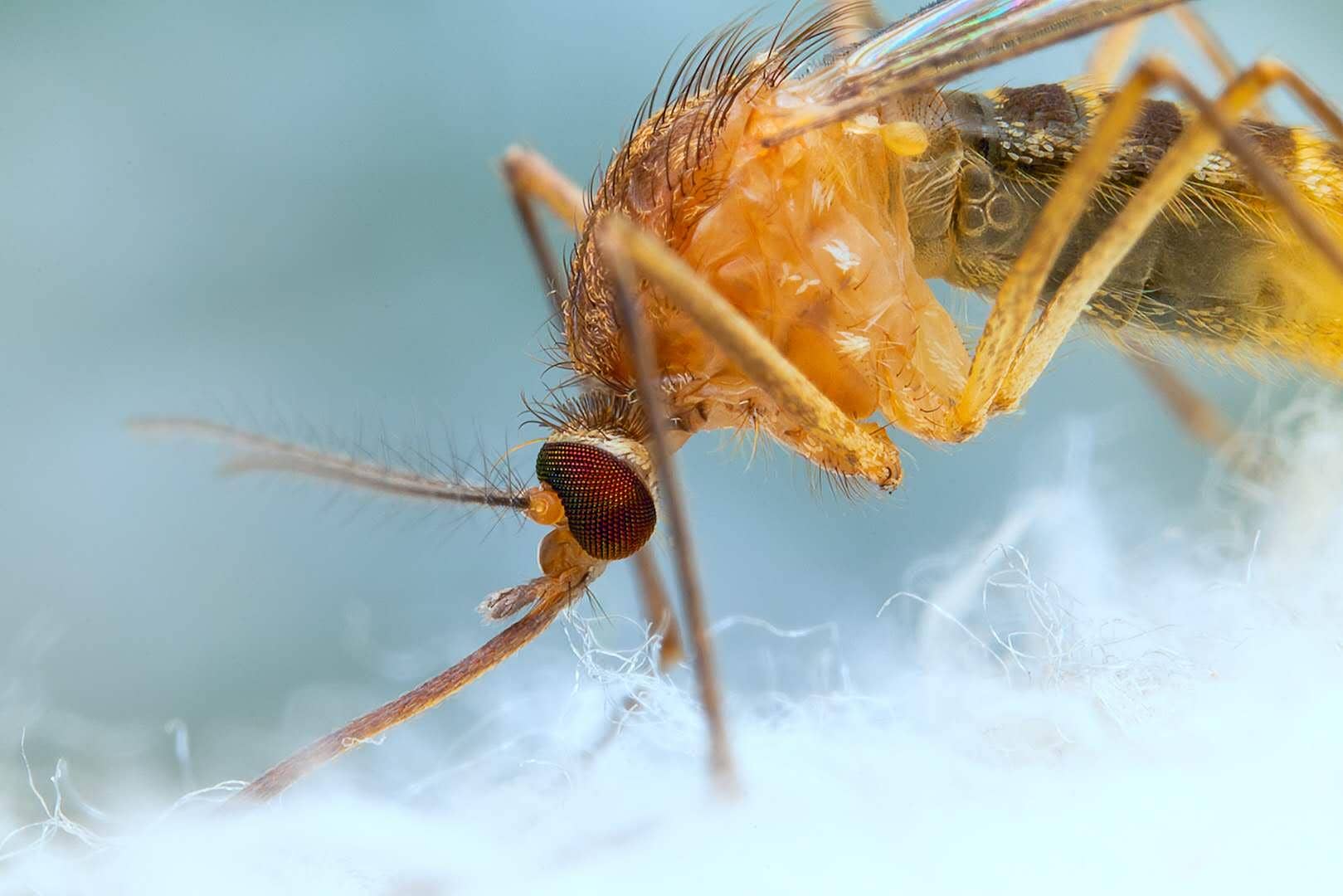 夏日炎炎，這種回歸熱流行病你知道多少？