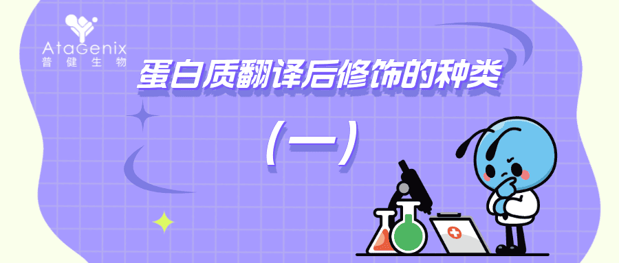 蛋白質翻譯后修飾的種類與生物學意義（一）