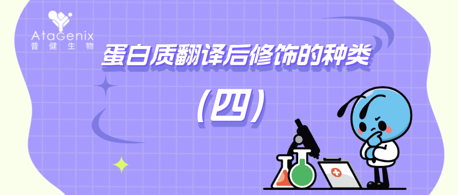 蛋白質翻譯后修飾的種類與生物學意義（四）