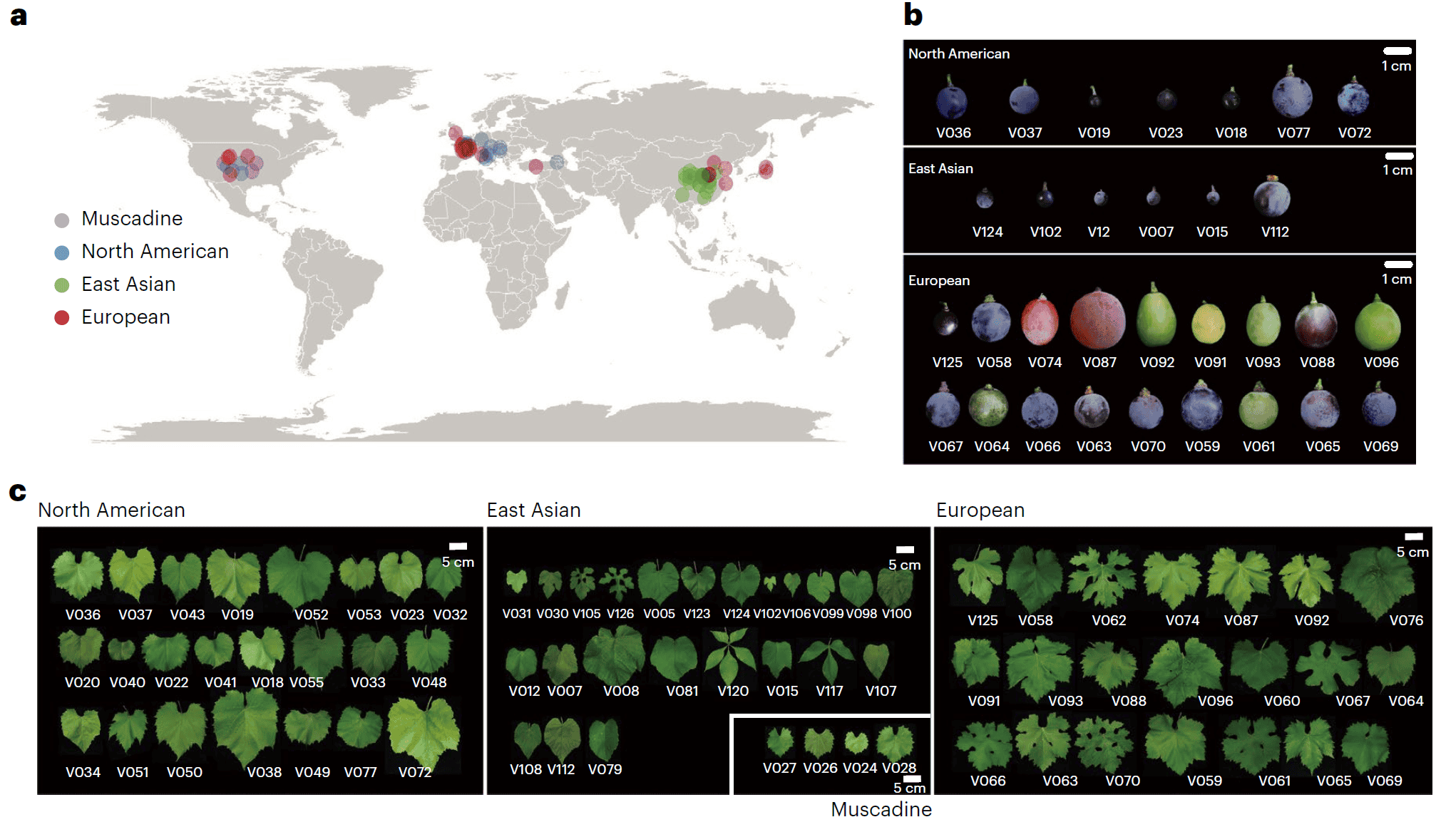 IF=31.7分！普健生物CENH3 CHIP級抗體助力葡萄超級泛基因組解析與抗病基因挖掘