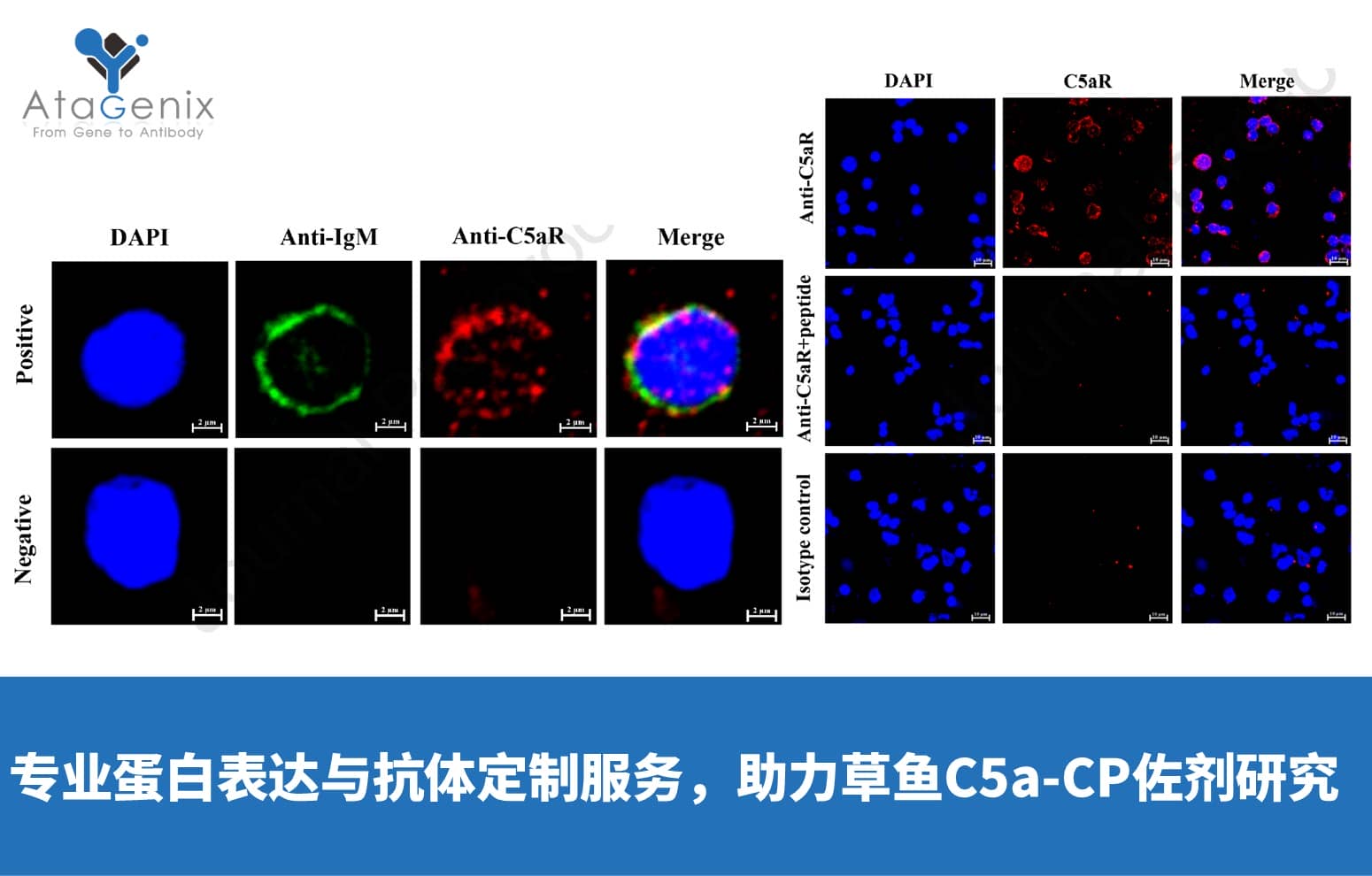AtaGenix專業蛋白表達與抗體定制服務，助力草魚C5a-CP佐劑研究