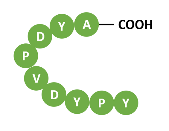 HA標(biāo)簽結(jié)構(gòu)