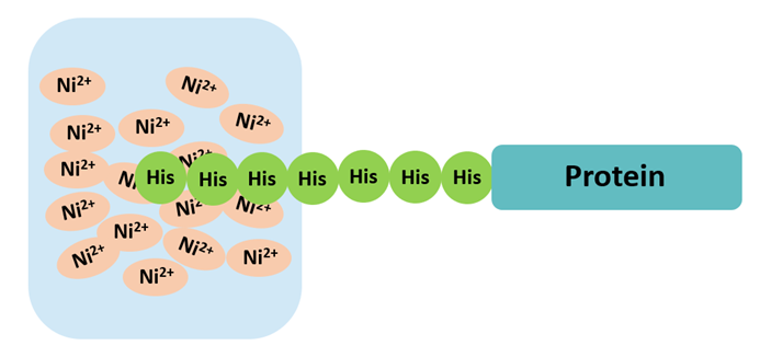His-tag標(biāo)簽純化原理