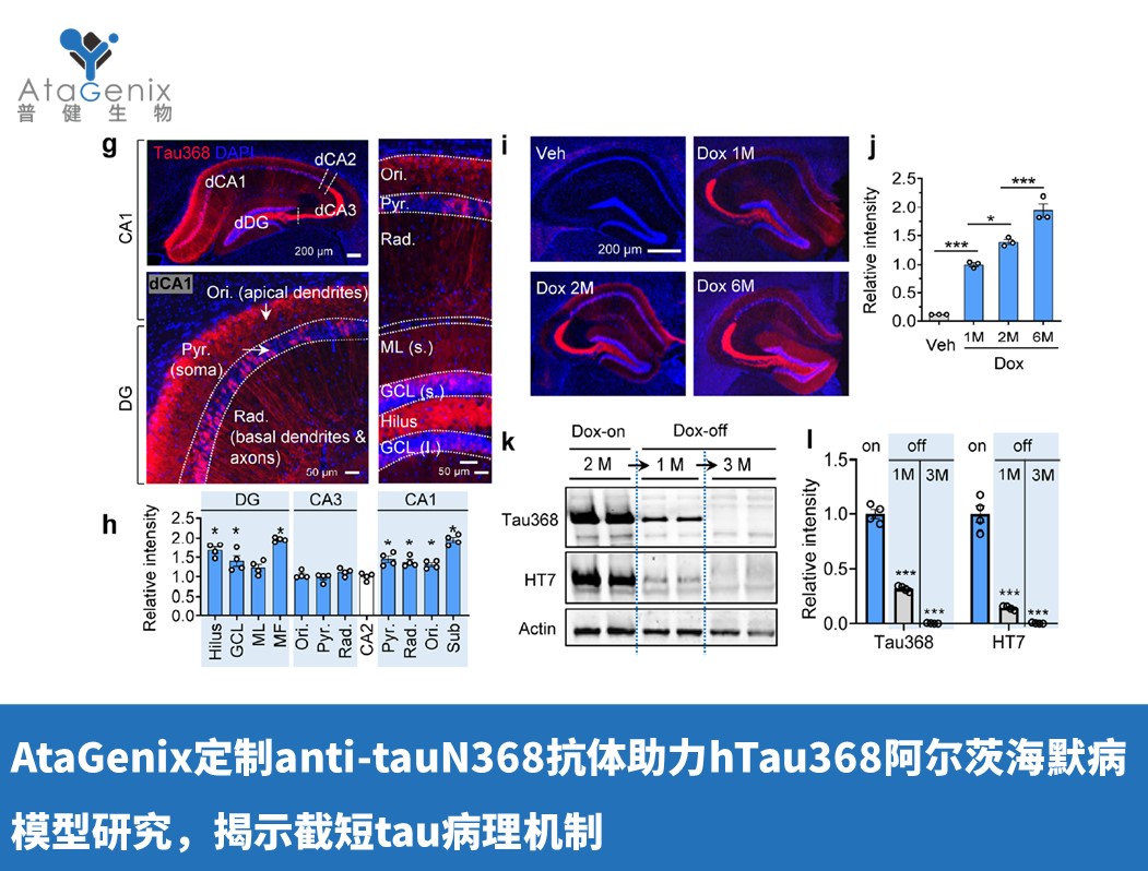 AtaGenix定制anti-tauN368抗體助力hTau368阿爾茨海默病模型研究，揭示截短tau病理機制