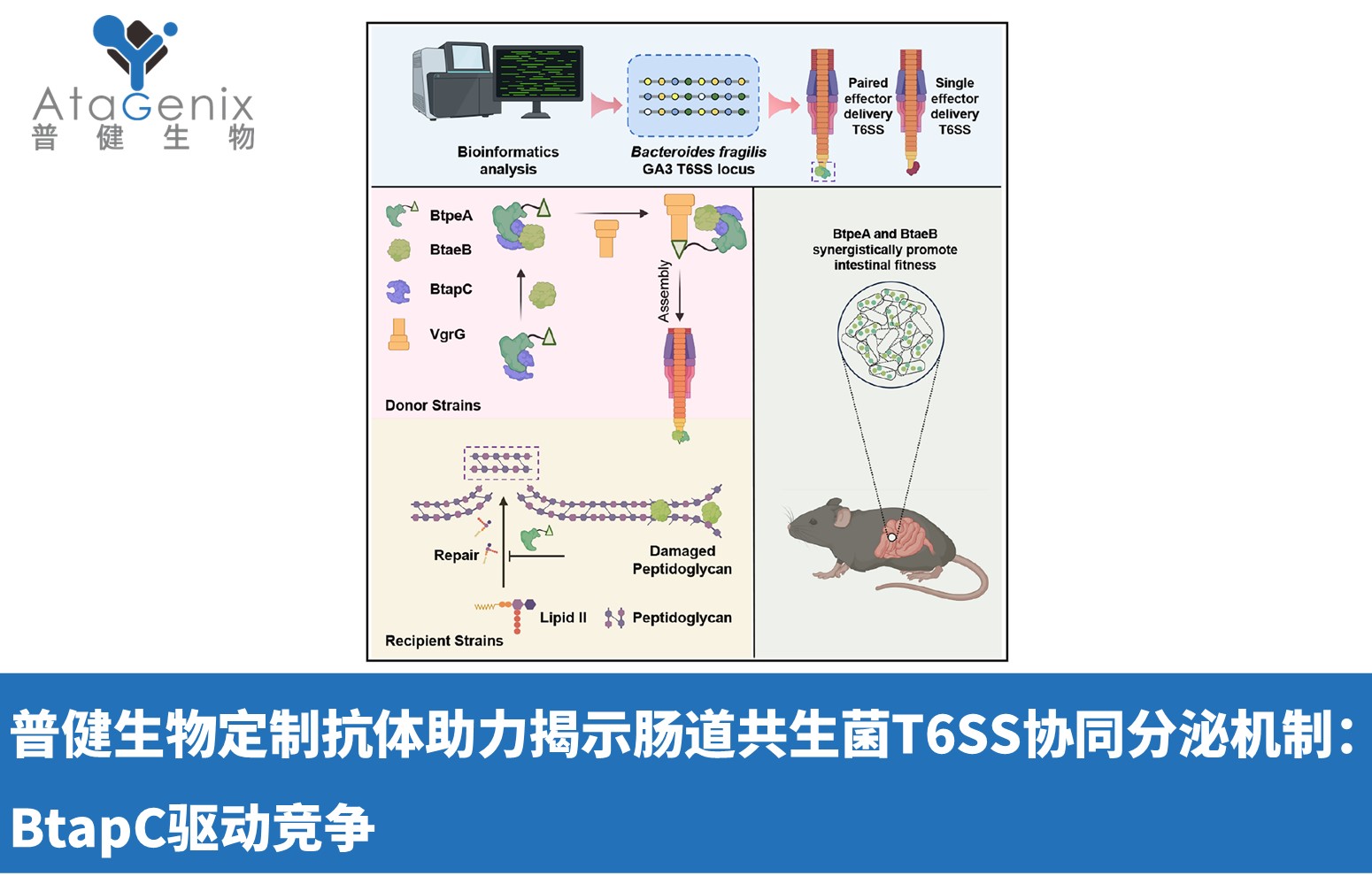 普健生物定制抗體助力揭示腸道共生菌T6SS協(xié)同分泌機(jī)制：BtapC驅(qū)動競爭