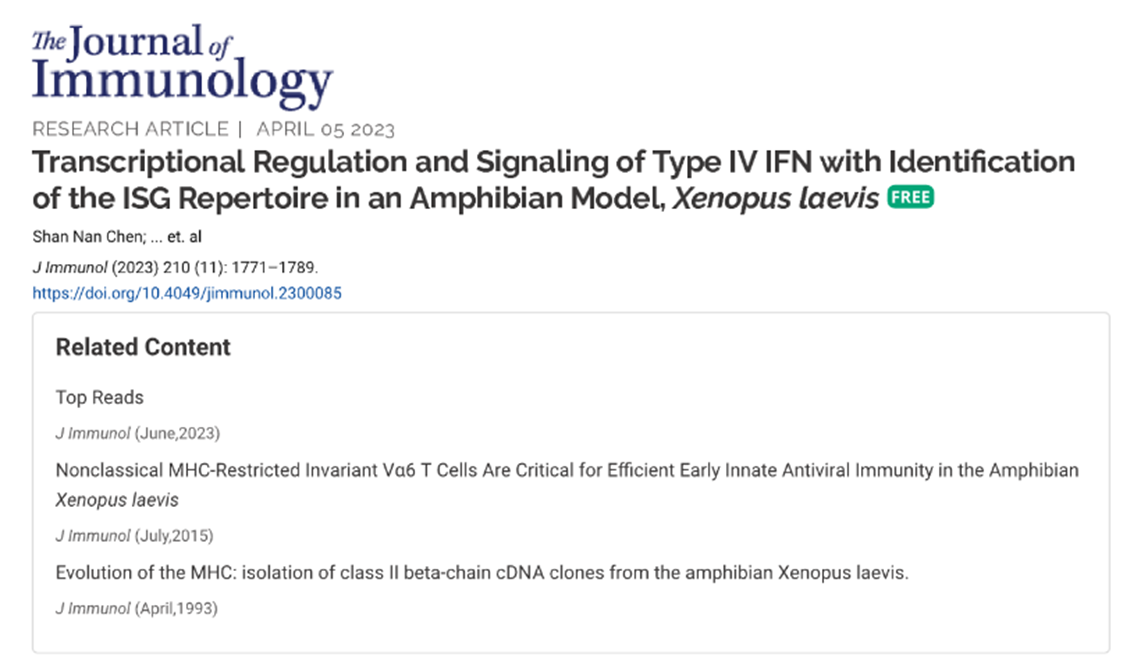 爪蟾干擾素蛋白與抗體