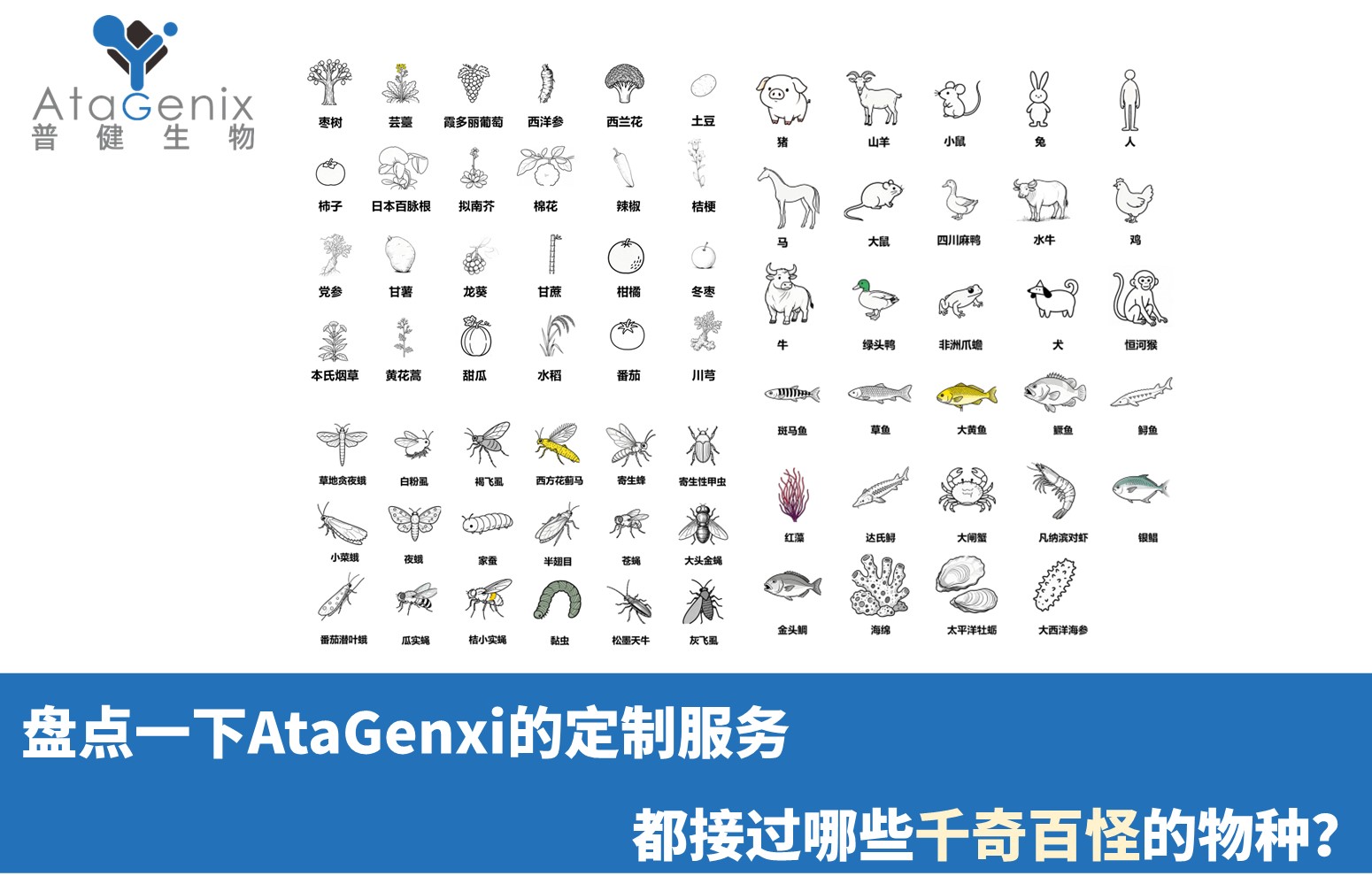 盤點一下AtaGenxi的定制服務(wù)都接過哪些千奇百怪的物種？