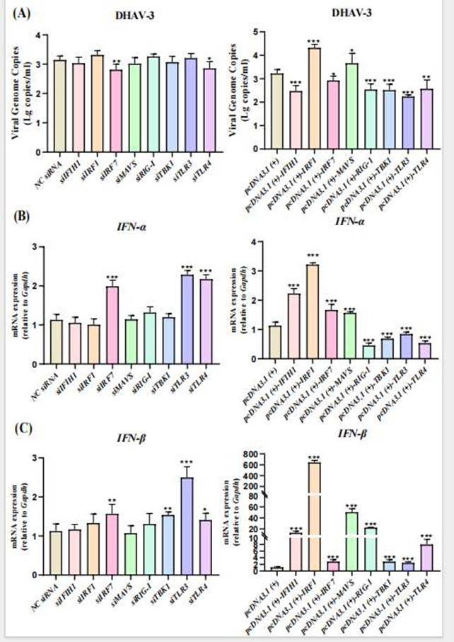基因沉默和過表達對DHAV-3復制和IFN-1反應在12小時后的效應