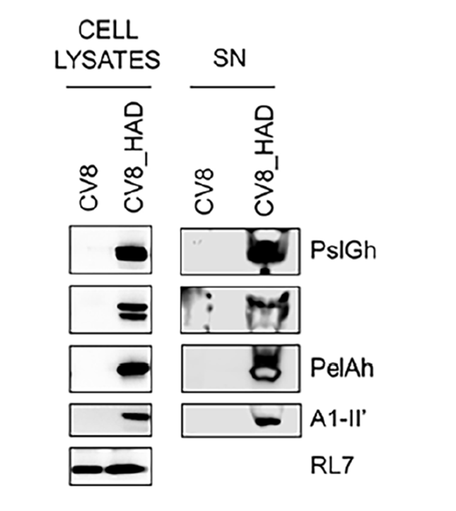  Western blot 實驗檢測 CV8_HAD 菌株分泌的生物膜降解酶表達情況