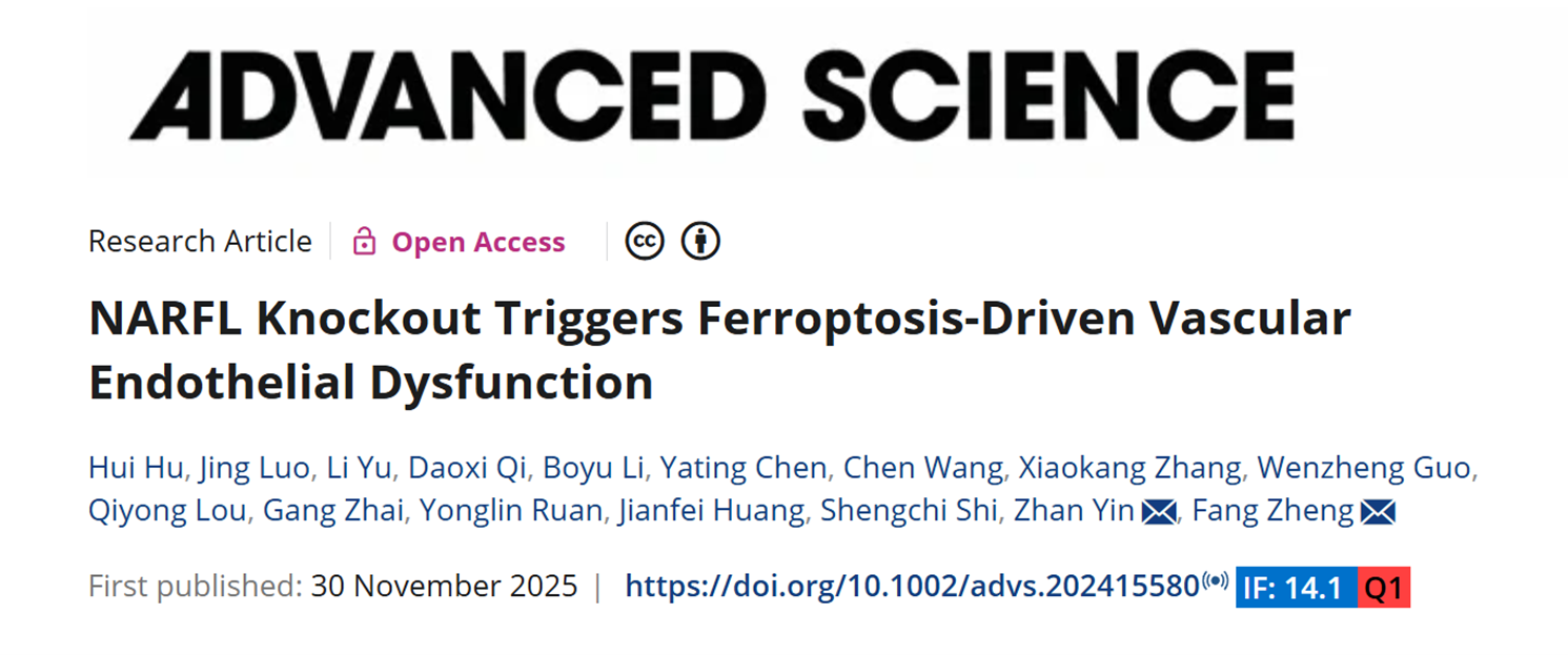 NARFL Knockout Triggers Ferroptosis-Driven Vascular Endothelial Dysfunction